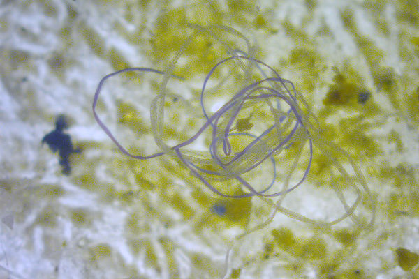 Microplastic fibers identified in the marine environment